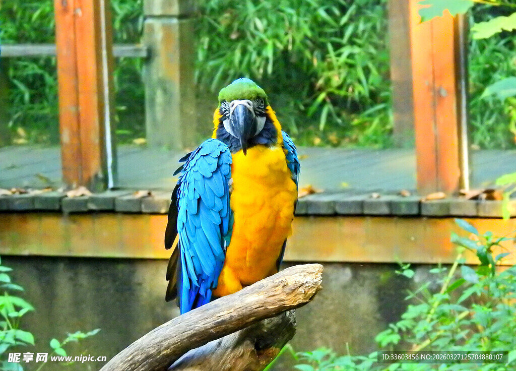 蓝黄鹦鹉栖息于枝头