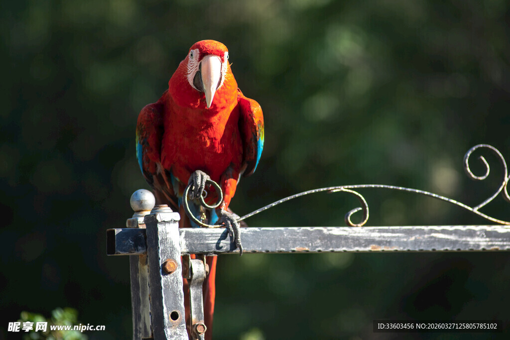 色彩艳丽的红鹦鹉