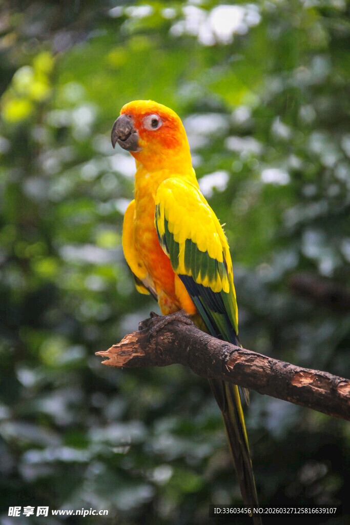 枝头的艳丽鹦鹉