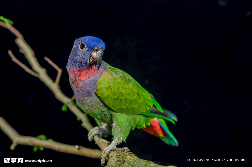 多彩鹦鹉栖息于枝头