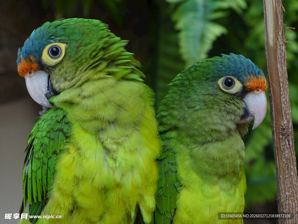 两只翠绿鹦鹉