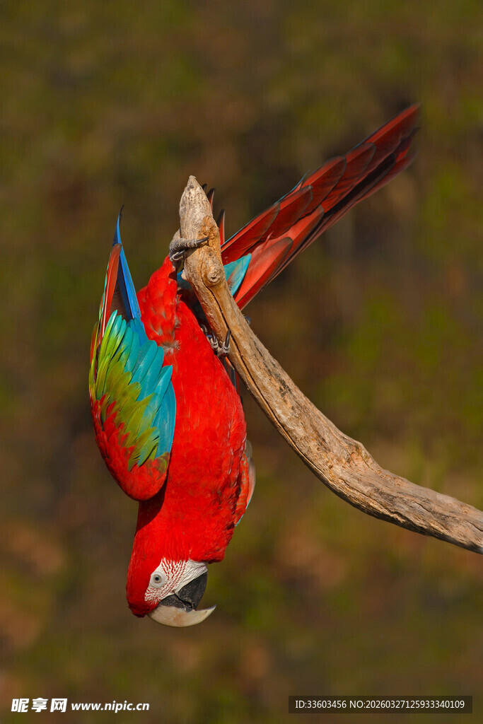 倒挂枝头的多彩鹦鹉