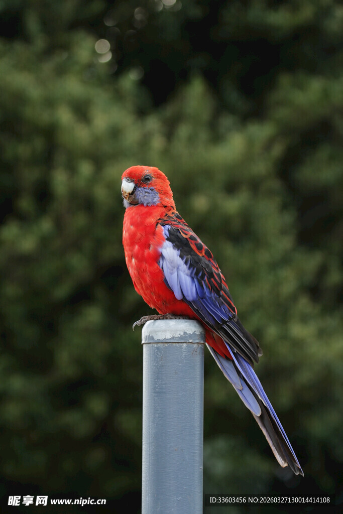 红蓝色鹦鹉立于灰色柱上