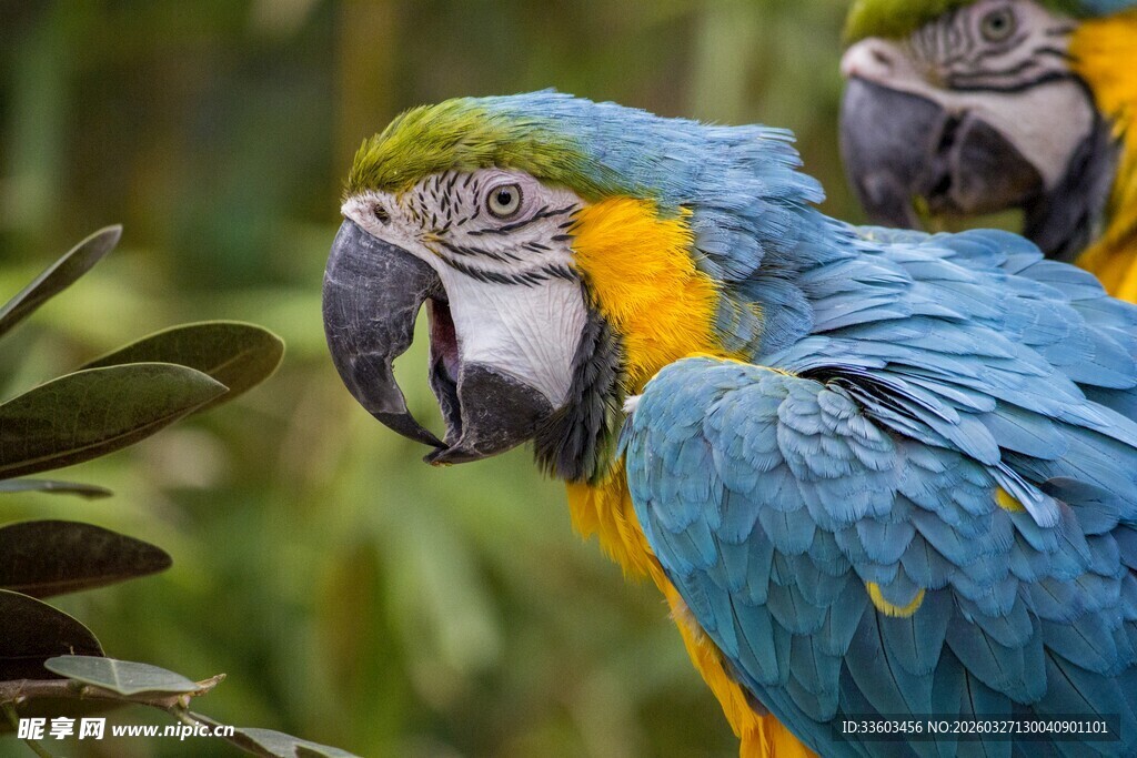 蓝黄相间的美丽金刚鹦鹉