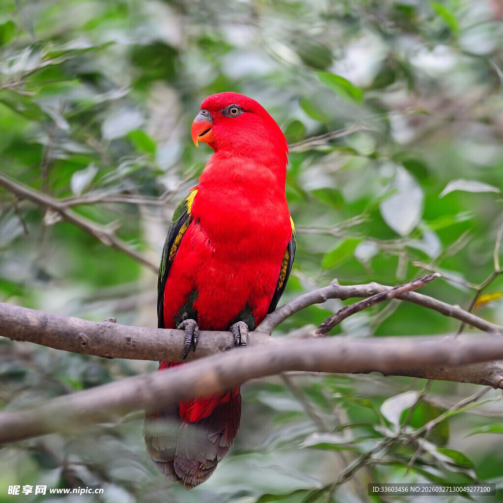 枝头红鹦鹉