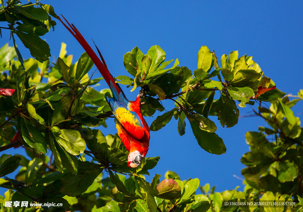 多彩鹦鹉挂于翠绿枝头