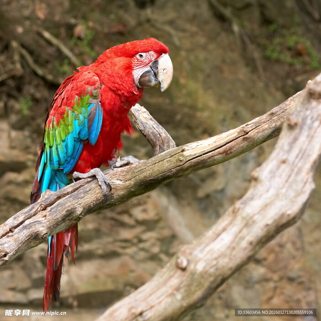 色彩艳丽的鹦鹉栖息枝头