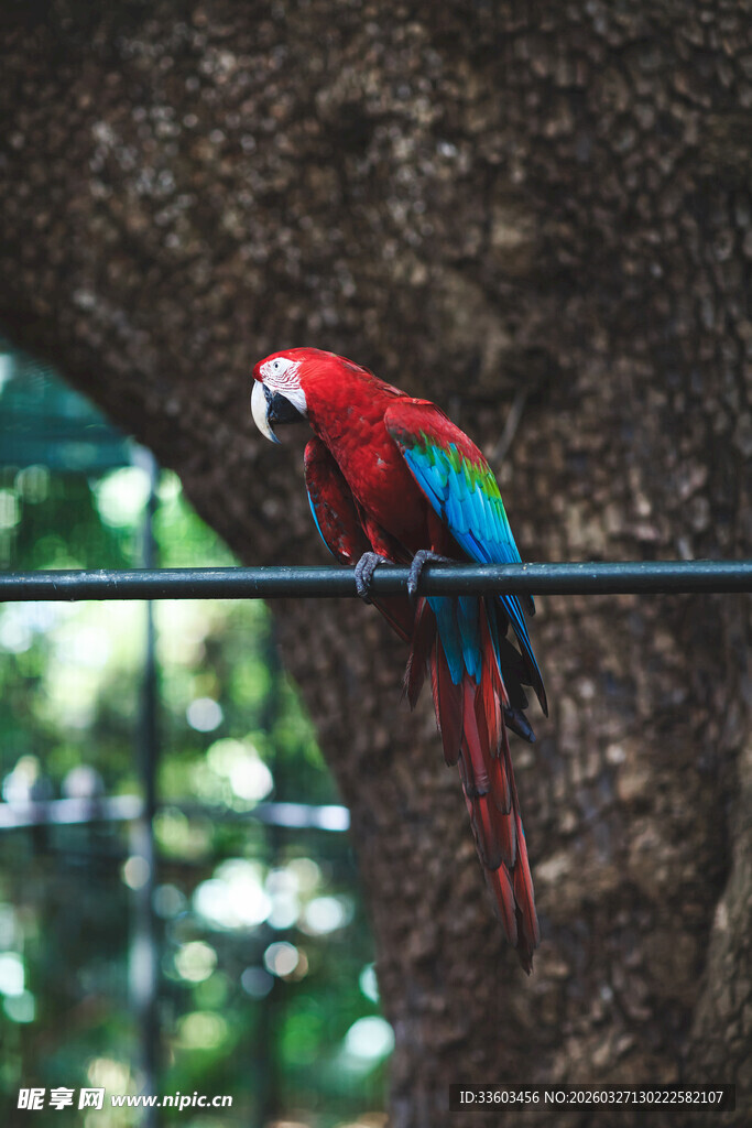 色彩艳丽的红鹦鹉