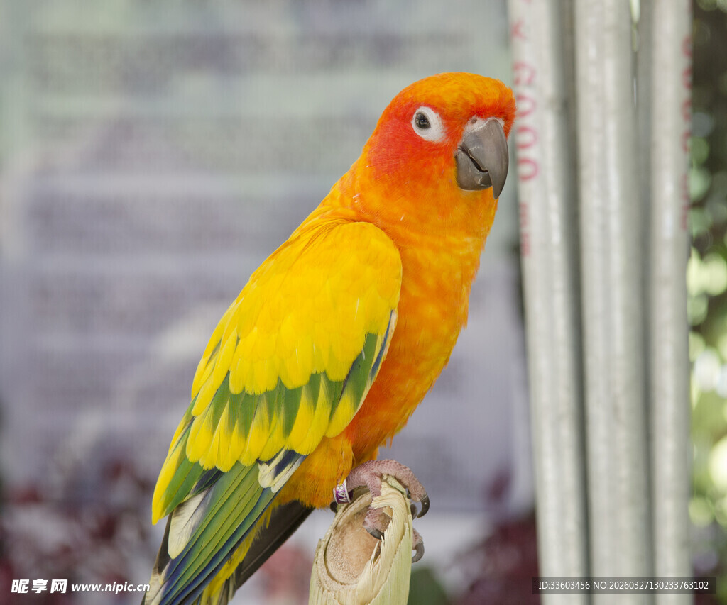 色彩艳丽的鹦鹉