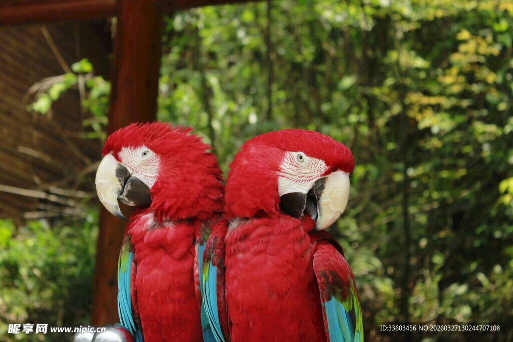 两只红色鹦鹉依偎在一起