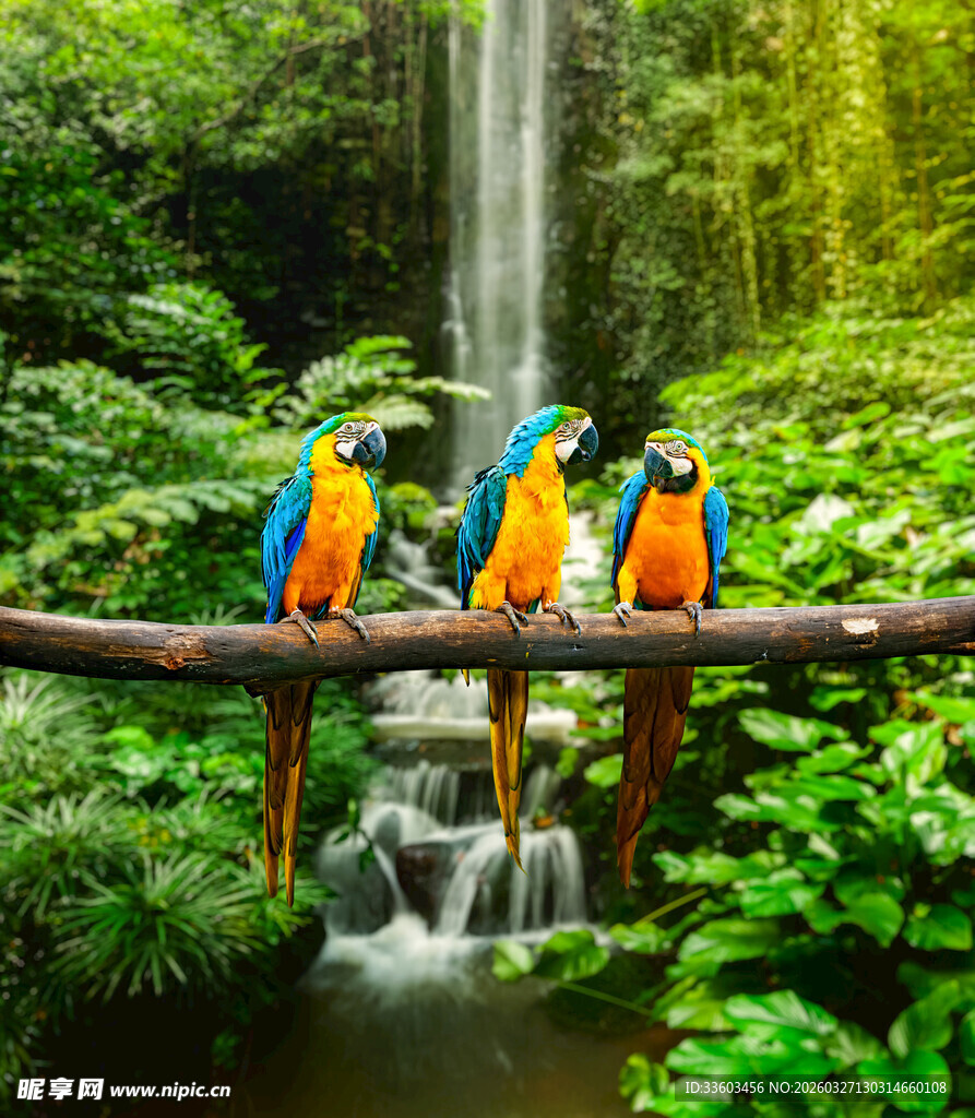 雨林中多彩鹦鹉栖于木杆