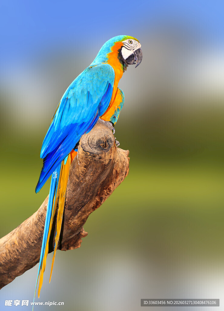 蓝黄鹦鹉栖息于树枝上