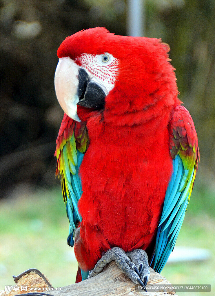 五彩斑斓的红金刚鹦鹉