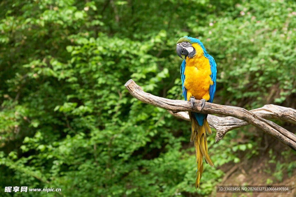 枝头的五彩金刚鹦鹉