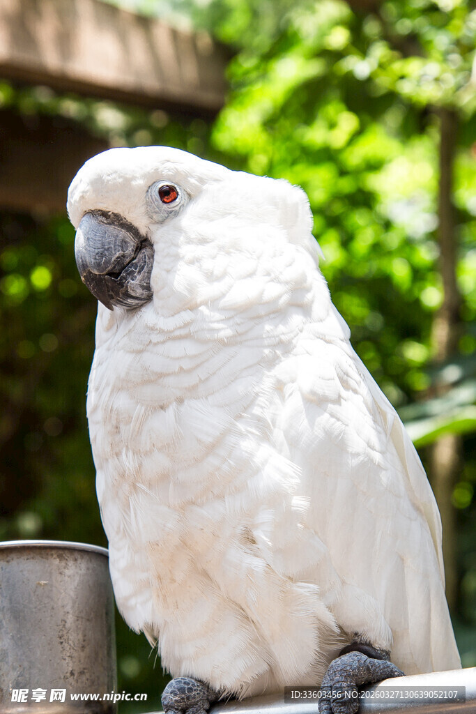 白鹦鹉栖息于栏杆上