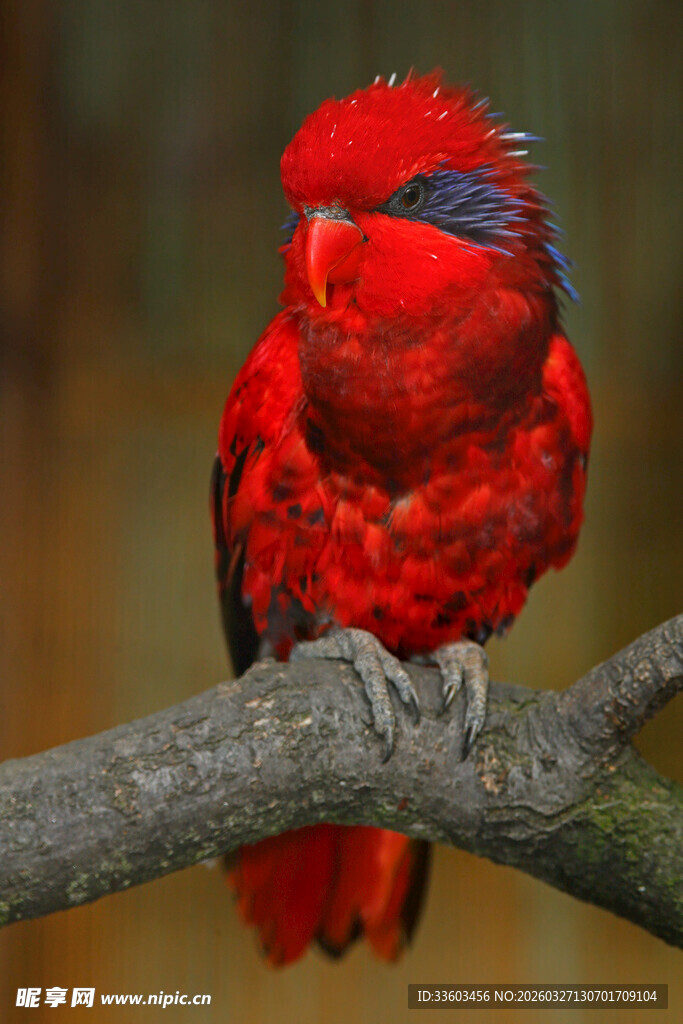 红色鹦鹉栖息于树枝间