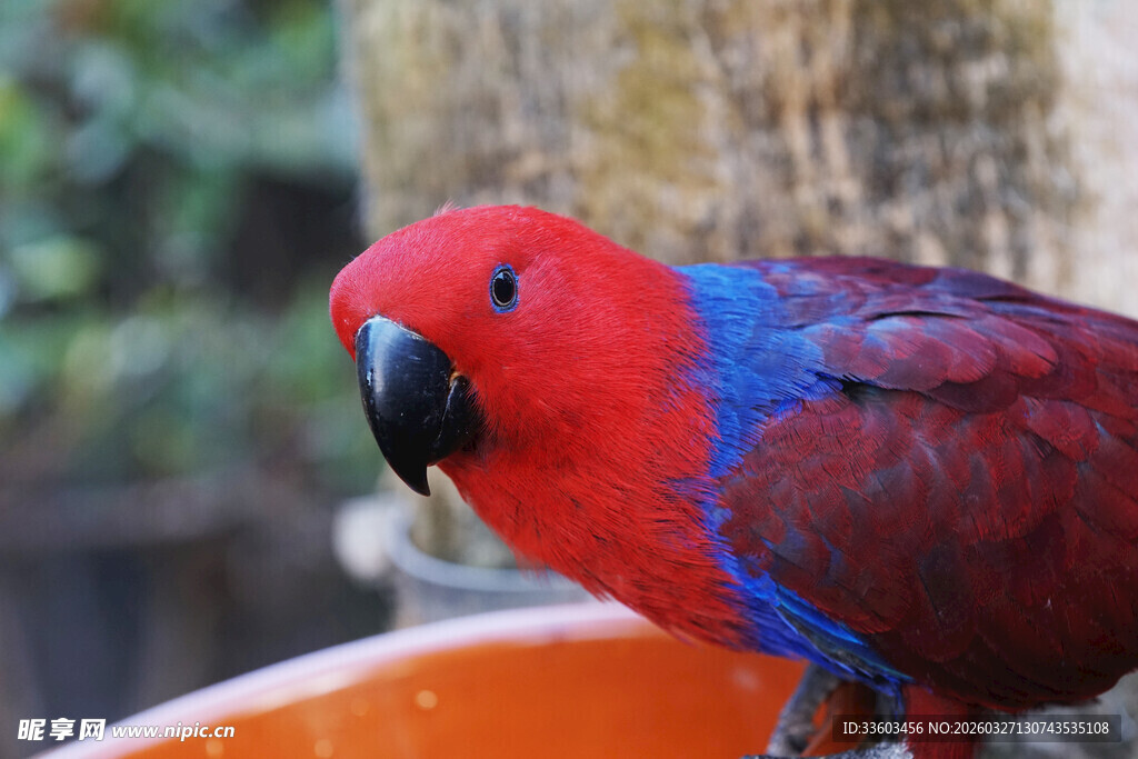 红蓝色鹦鹉立于橙色容器旁