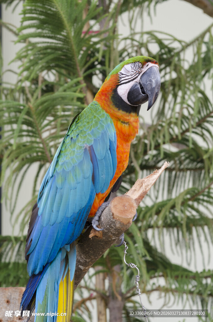 色彩斑斓的金刚鹦鹉