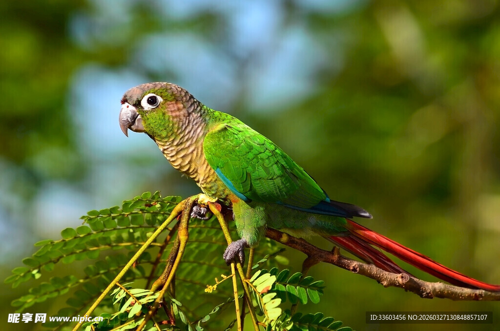 枝头绿鹦鹉
