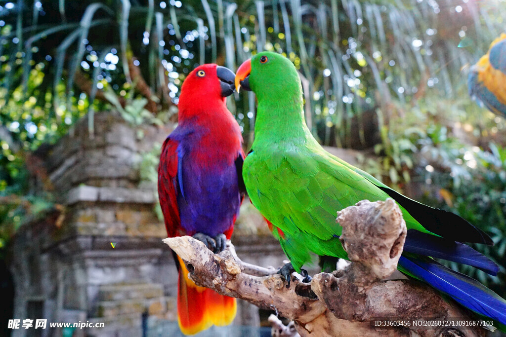 多彩鹦鹉栖息枝头