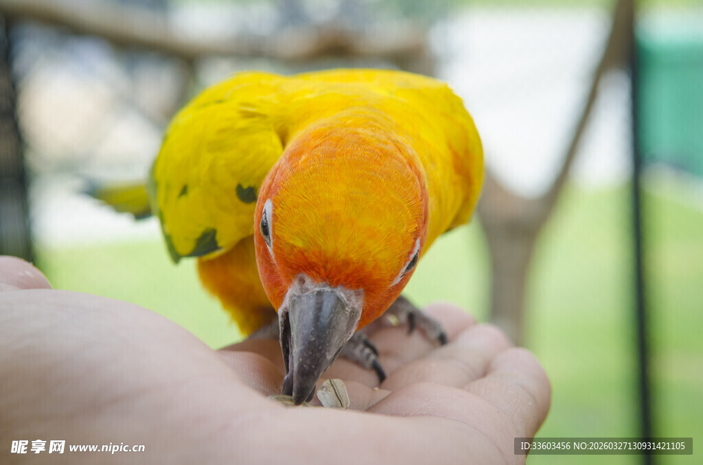 手心上的黄色可爱鹦鹉