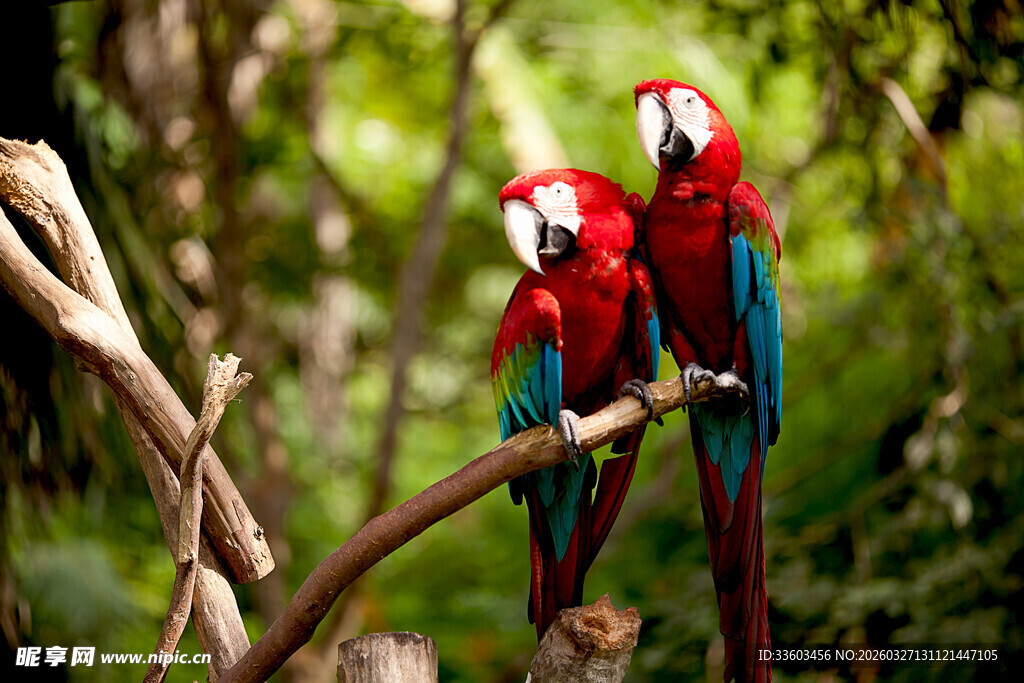 树枝上的多彩鹦鹉