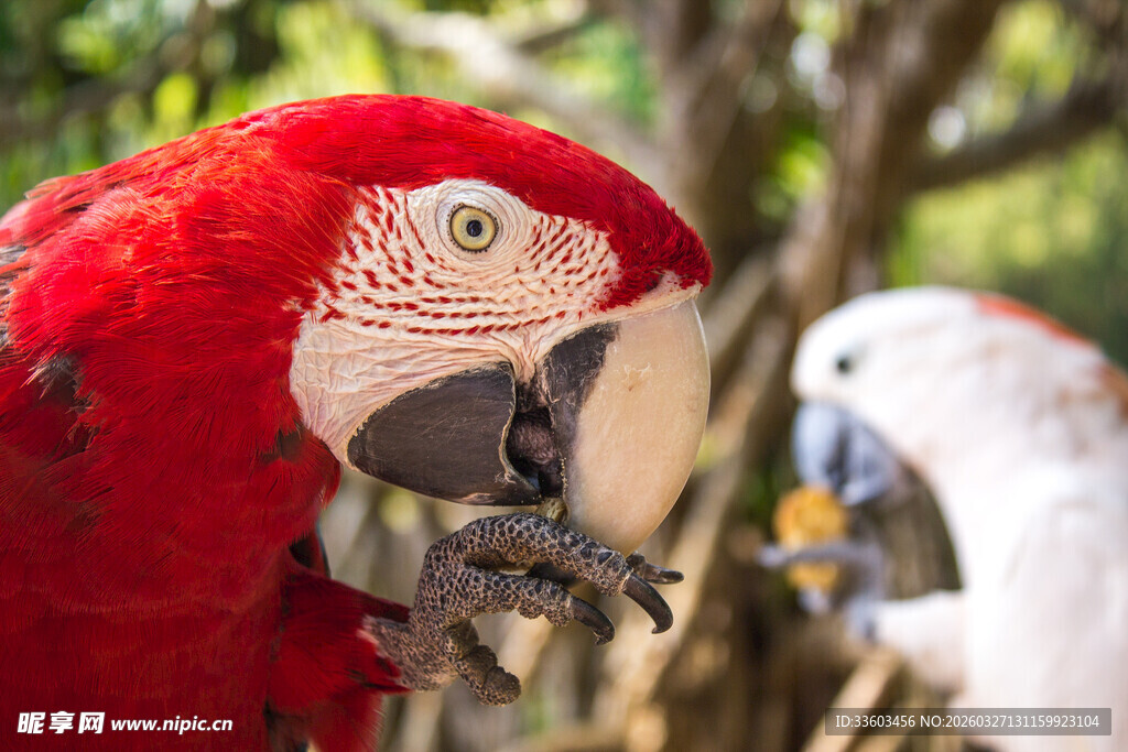 红鹦鹉与白鹦鹉同框