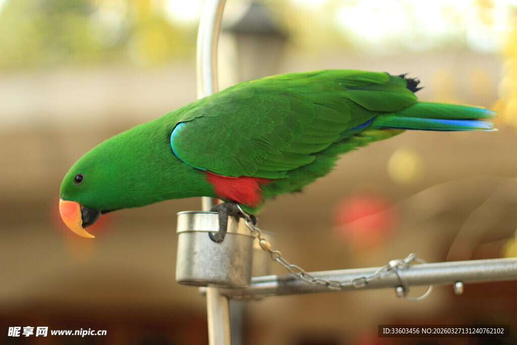 绿鹦鹉立于金属架上