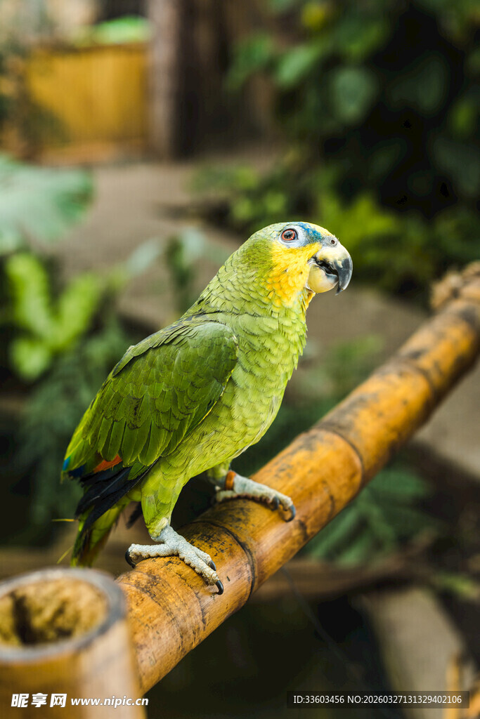绿鹦鹉栖息于树枝上