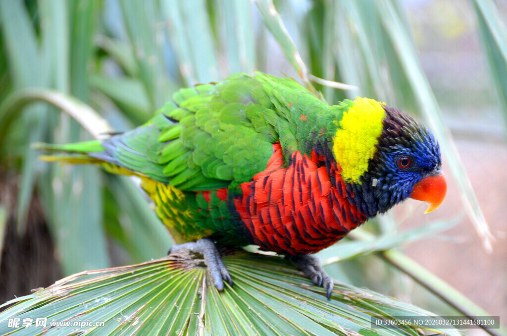 多彩鹦鹉立于绿叶之上