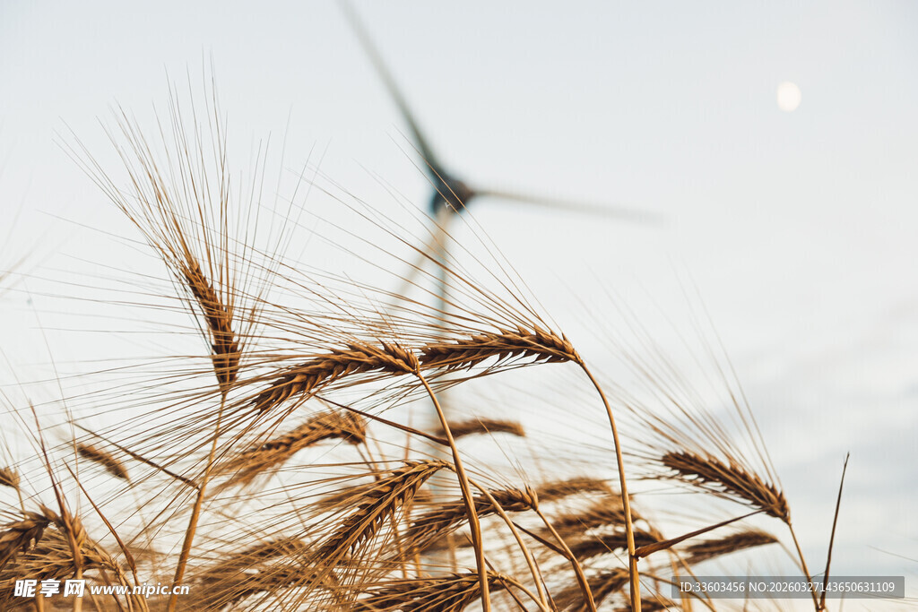 麦田中的风力发电机