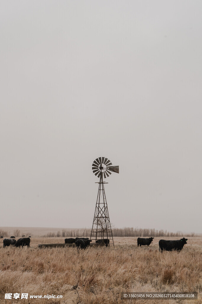 草原上的风车与牛群