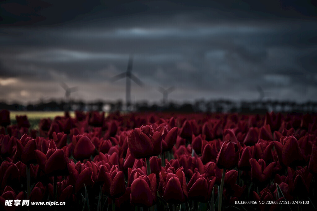 暗云下的绚烂红色郁金香田