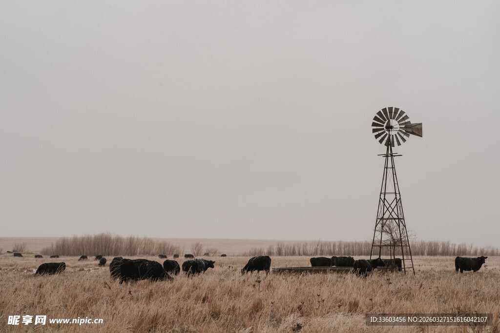 草原上的风车与牛群