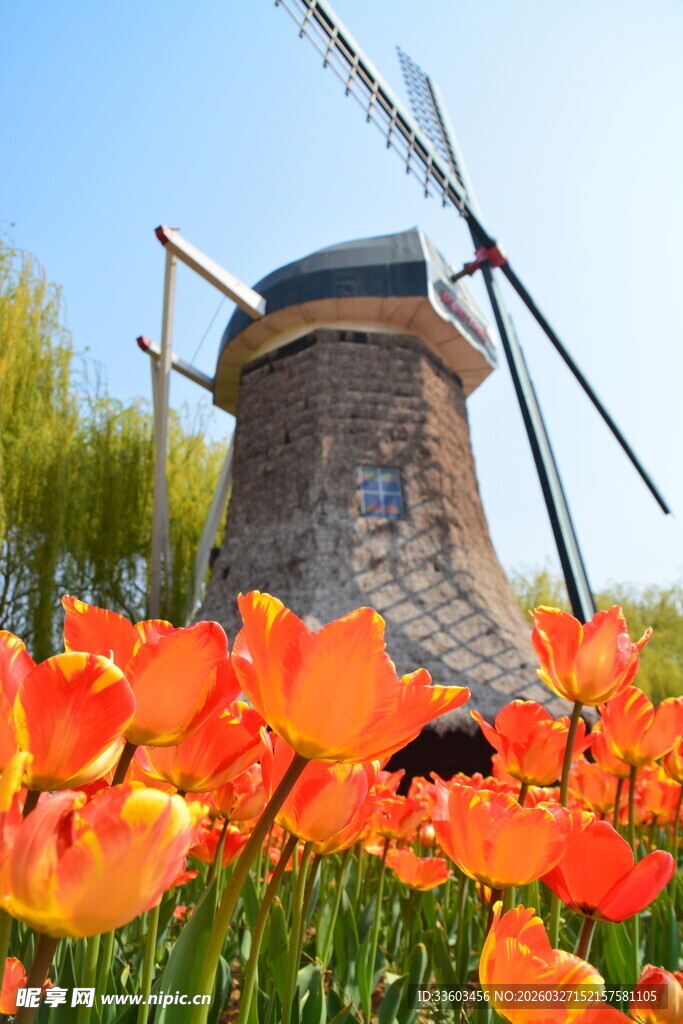 荷兰风车旁的绚烂郁金香