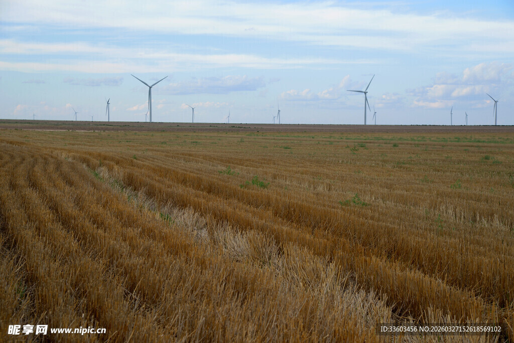麦田与远处风车的田园景致