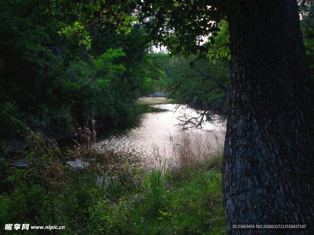 林间光影斑驳的静谧小道