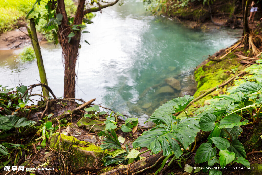 溪边繁茂绿植与清澈流水