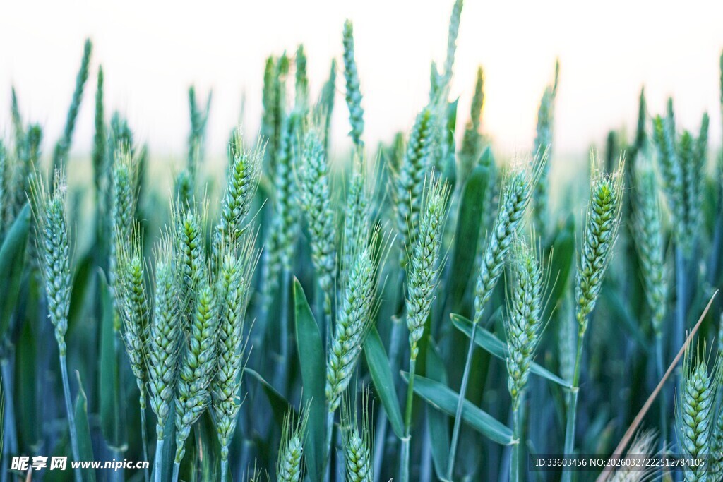 翠绿麦田