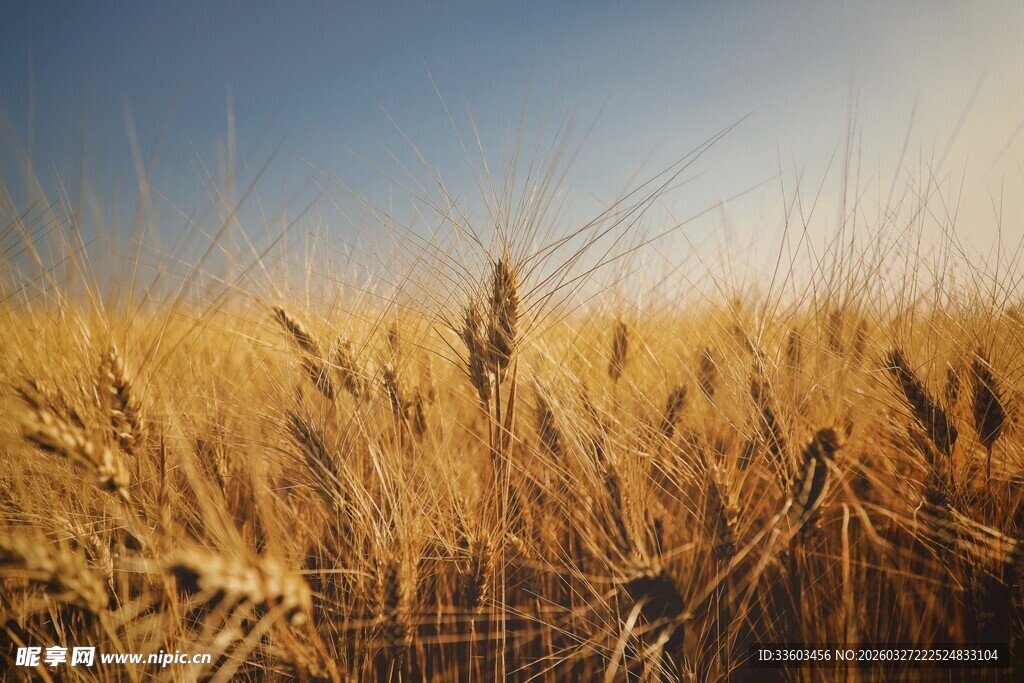 金色麦田