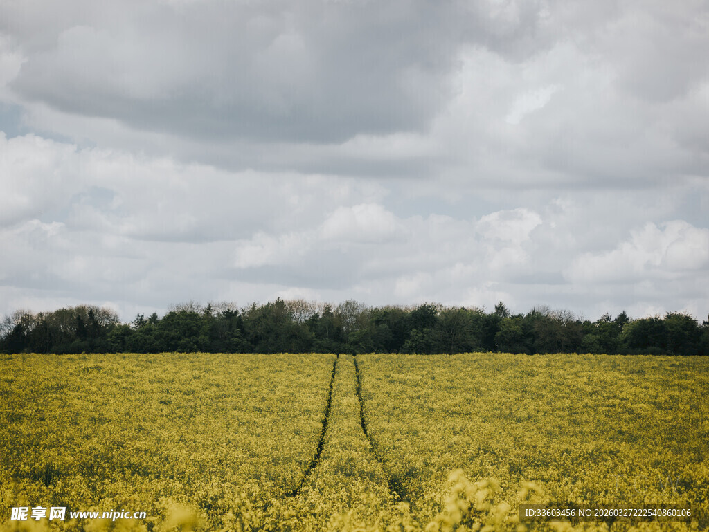 金黄田野间的车辙痕迹