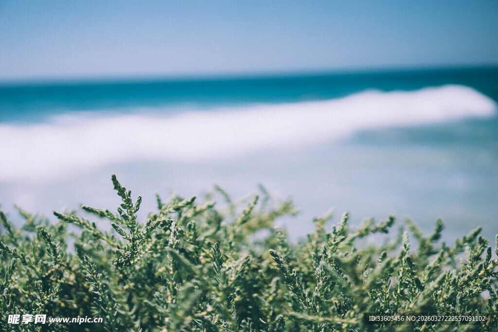 海边绿植与海浪美景