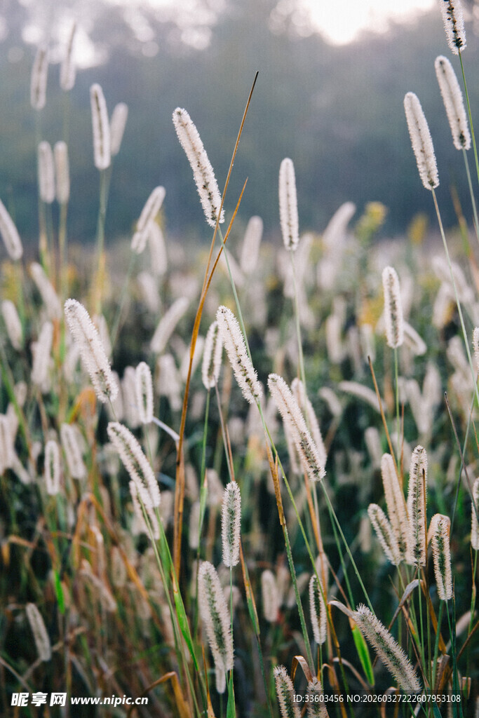 田野中的白色狗尾草