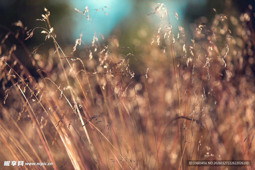 秋日田野里的金色野草