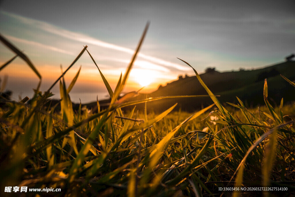 夕阳下的金黄草地美景