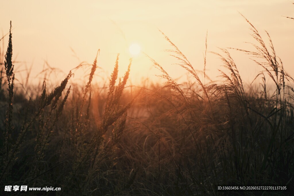 夕阳下的荒野草丛
