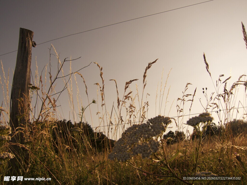 田野中的木桩与秋日野草