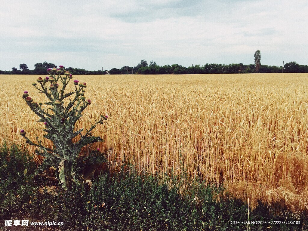 麦田中的孤独小树