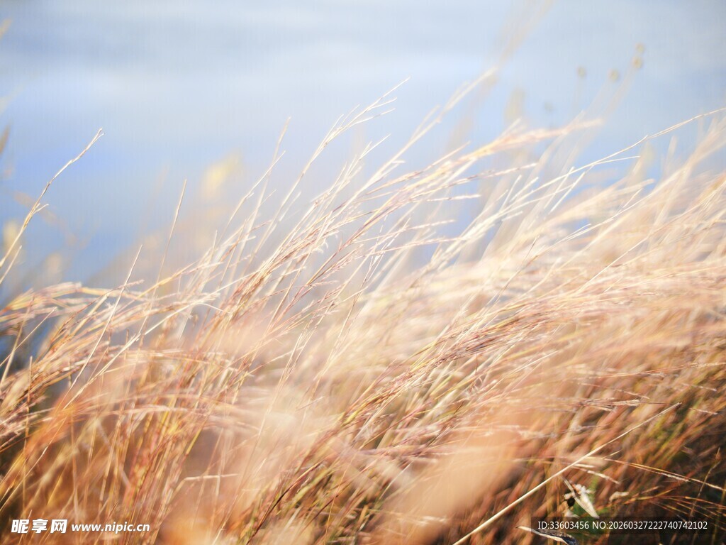 金黄野草在风中摇曳