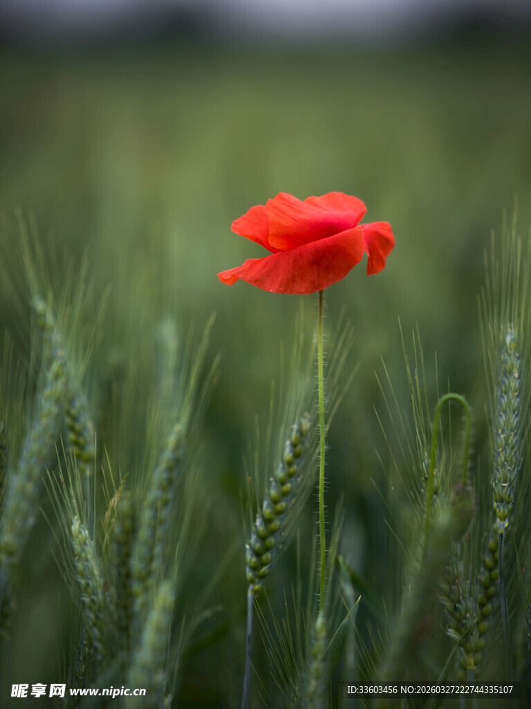 麦田中独绽的虞美人